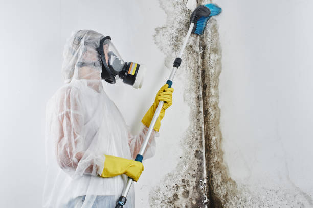 Best Fast Mold Removal  in Terre Hill, PA