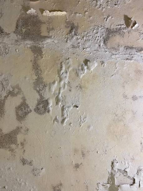 Best Office Mold Removal Services  in Terre Hill, PA