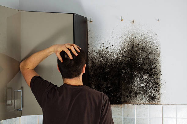 Best Mold Damage Repair  in Terre Hill, PA