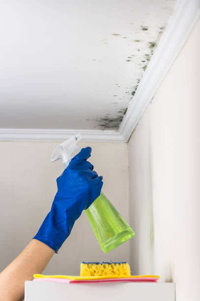 Best Affordable Mold Removal  in Terre Hill, PA